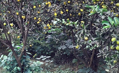 ũ���ֲ߻���(15ƪ)