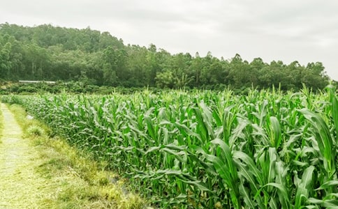 农家乐策划书精选15篇