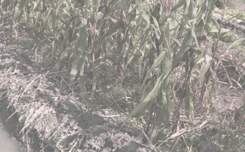 2018��ȫ���߲�ũ������ֲ�����ƻ�