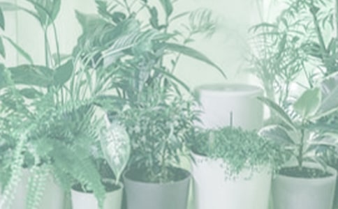 实用的盆栽作文300字4篇