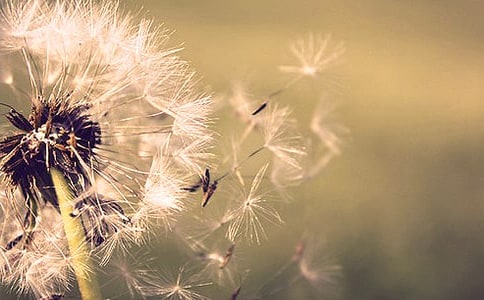 蒲公英的作文300字大全【6篇】