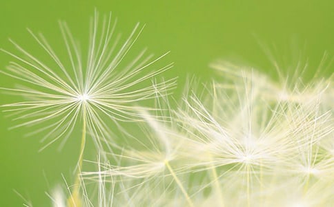 苦菜和蒲公英的区别