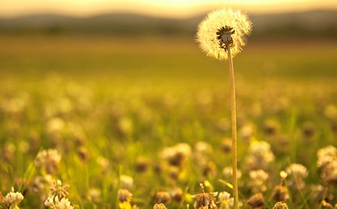 蒲公英忧伤说说