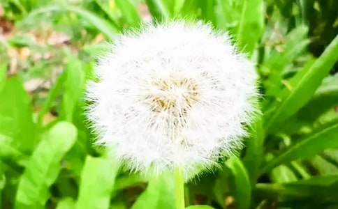 描写蒲公英的句子