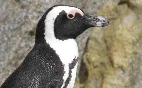 《波普先生企鹅》读后感