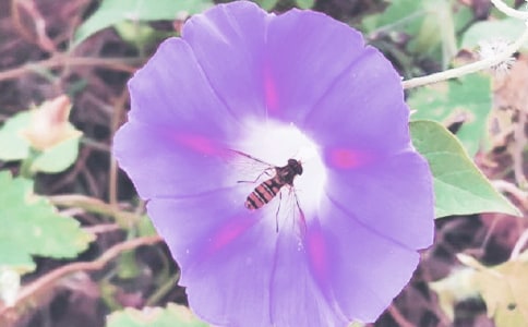 描写牵牛花的词语,描写牵牛花的句子大全