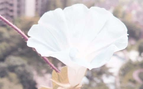 牵牛花五言诗句