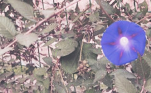 ǣţ�������