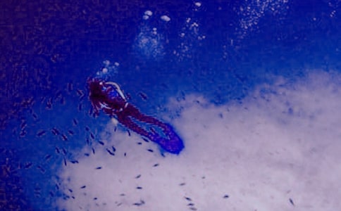 有关潜水的作文300字4篇