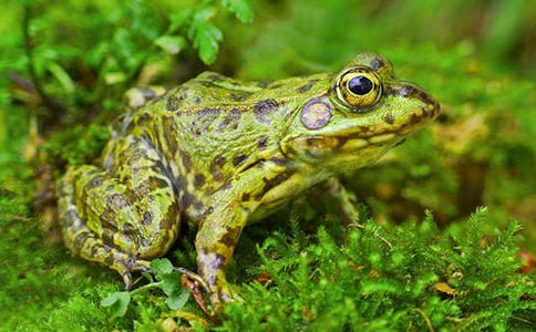 青蛙军团爱地球读后感15篇