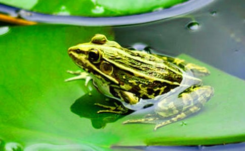 《青蛙军团爱地球》读后感