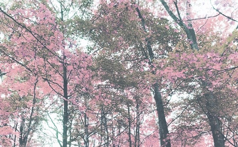 �㶫�ع�ʵ��Сѧ2018���＾�����ƻ�