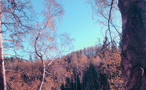 【推荐】秋日的作文300字四篇