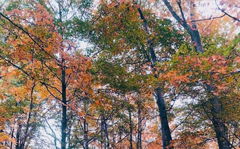 实用的秋日作文300字三篇