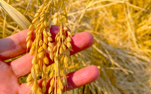 描写秋收的诗句