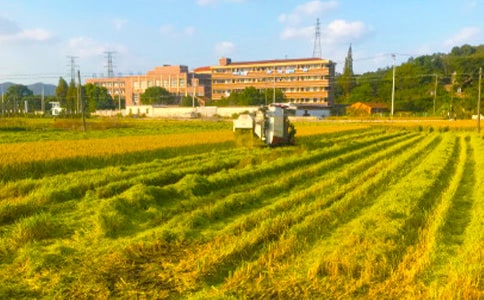 实用的秋收作文300字【经典5篇】