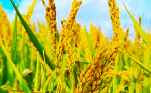 秋收时节的诗句