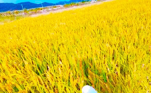 形容秋收的诗句(精选125句)