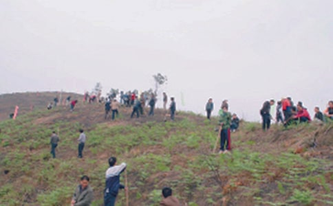 扫墓作文300字合集6篇