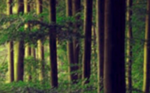 ɭ�ַ������