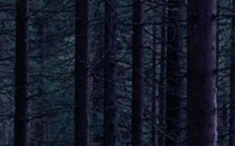 2018��Сѧ��ɭ�ַ���ڰ屨����