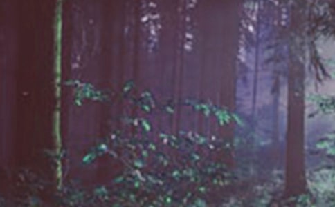 2018��ɭ����̬����רҵ��ѧ������¼ȡ����������