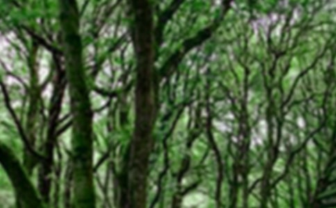 2018��ɭ����Դ����������רҵ��ѧ������¼ȡ����������