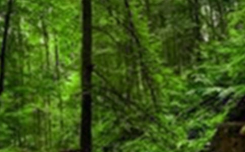 森林防火的活动方案