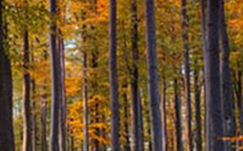 ����ɭ�ֱ���