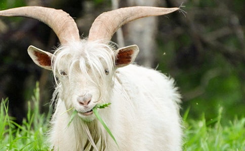 ɽ�򲻳����òݵĶ����