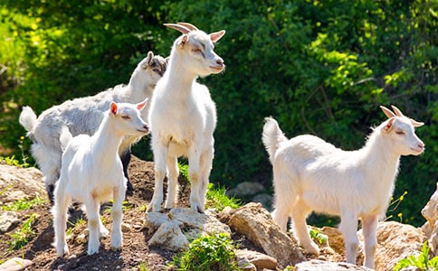 ɽ�򲻳����òݶ����