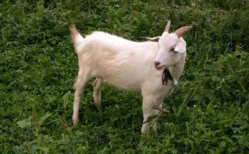 山羊不吃天堂草读后感4篇