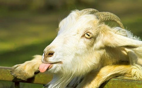 《山羊不吃天堂草》读后感