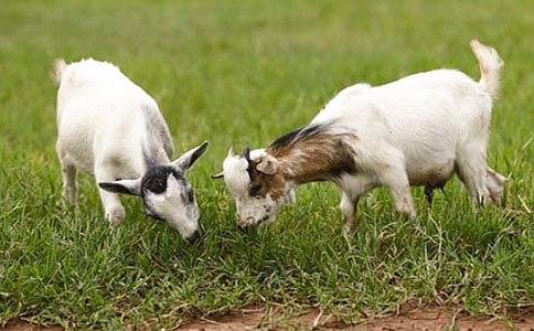 《山羊不吃天堂草》读后感精选15篇