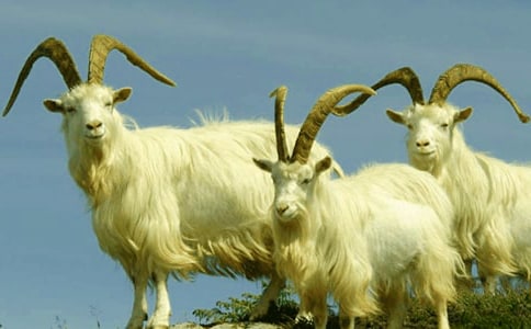 《山羊不吃天堂草》读后感汇编15篇