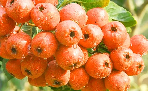 ɽ���֮���ۺ�з���