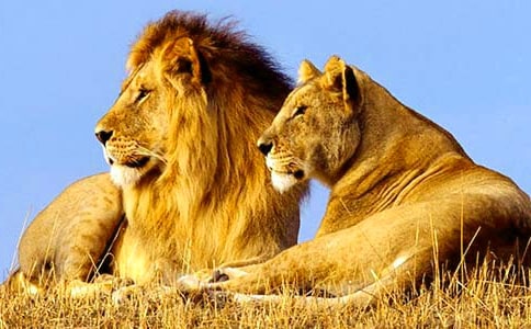 ʨ�ӵĵ�����ôд