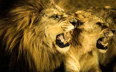 读《蚊子和狮子》有感【精】