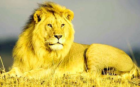 ʵ�õ�ʨ�ӵ�����300��10ƪ