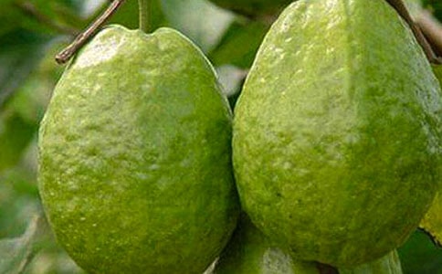 实用的石榴的作文300字