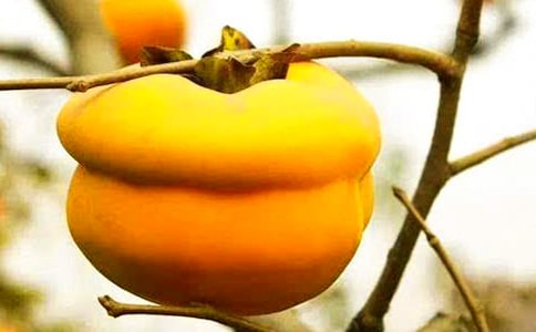 摘柿子的作文300字4篇