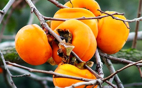 赞美柿子颜色漂亮的心情说说