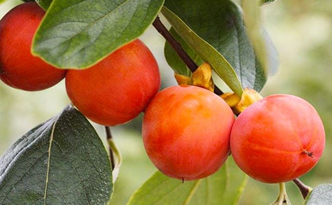 (热)柿子的作文300字