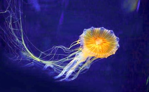 ʵ�õ�ˮĸ����300��4ƪ