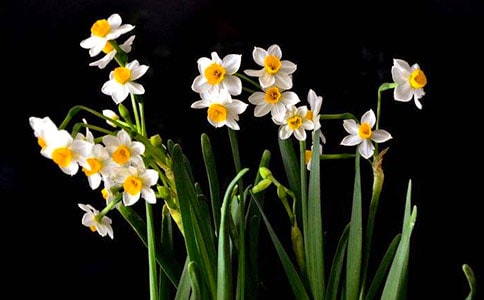 描写水仙的作文300字