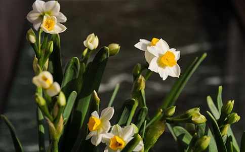 艾晚的水仙球读后感