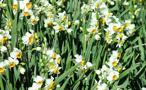 形容水仙花的句子锦集30条