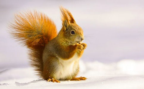 ��������12ƪ