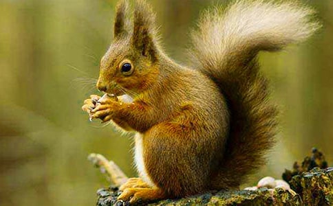 松鼠的英文是什么