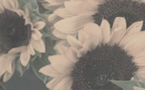 (优选)太阳花作文300字3篇